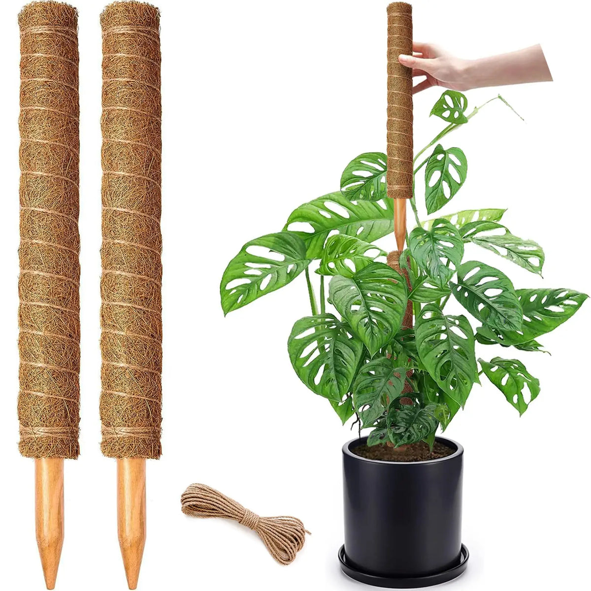 זוג עמודי קוקוס לצמחים מטפסים