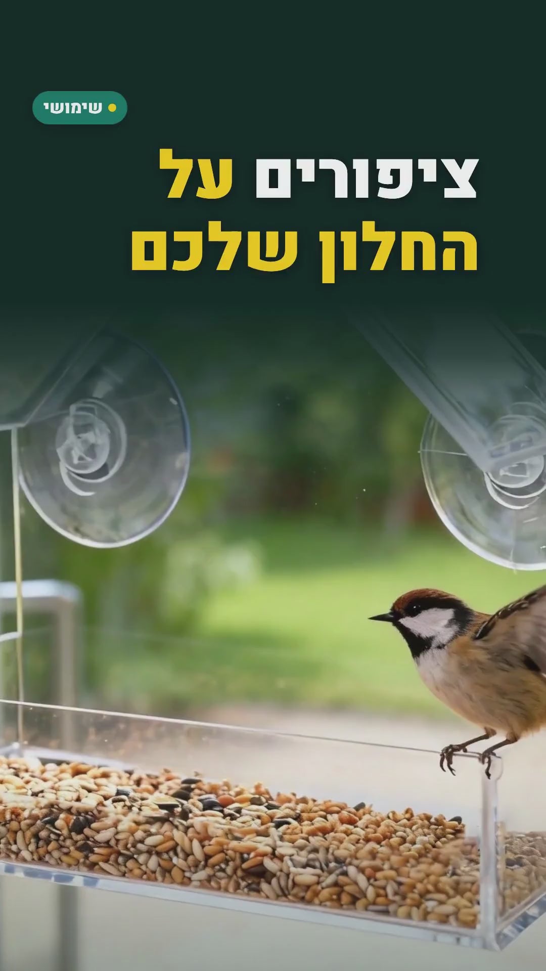מתקן האכלה שקוף לציפורים שנצמד לחלון – סרטון