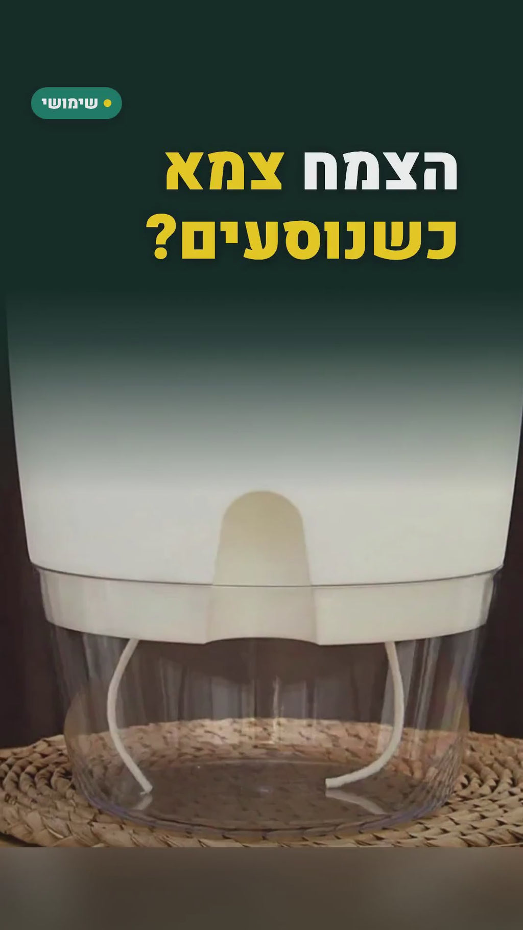עציץ השקיה עצמית עם מיכל מים שקוף – 3 גדלים, לבן – סרטון