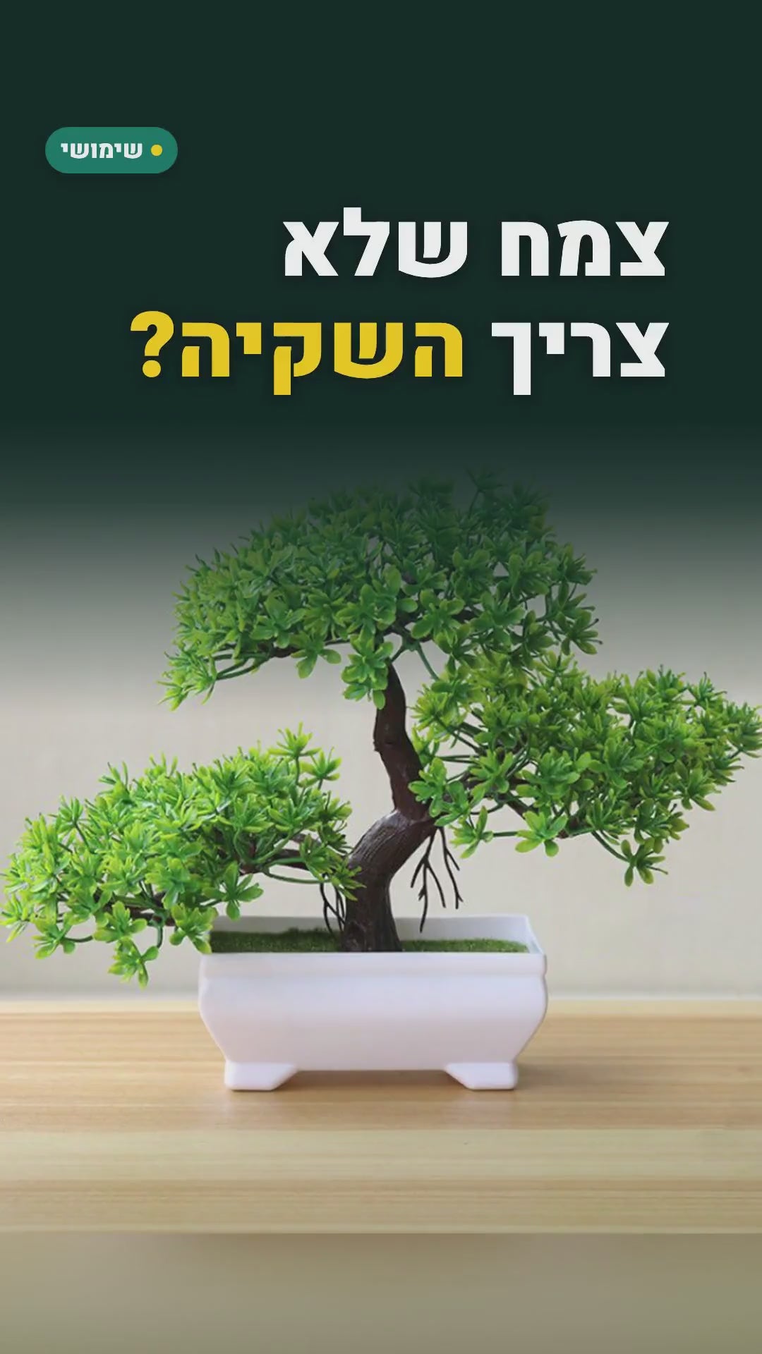 עץ בונסאי מלאכותי בעציץ לבן – כ-26×19 ס״מ, בלי השקיה – סרטון