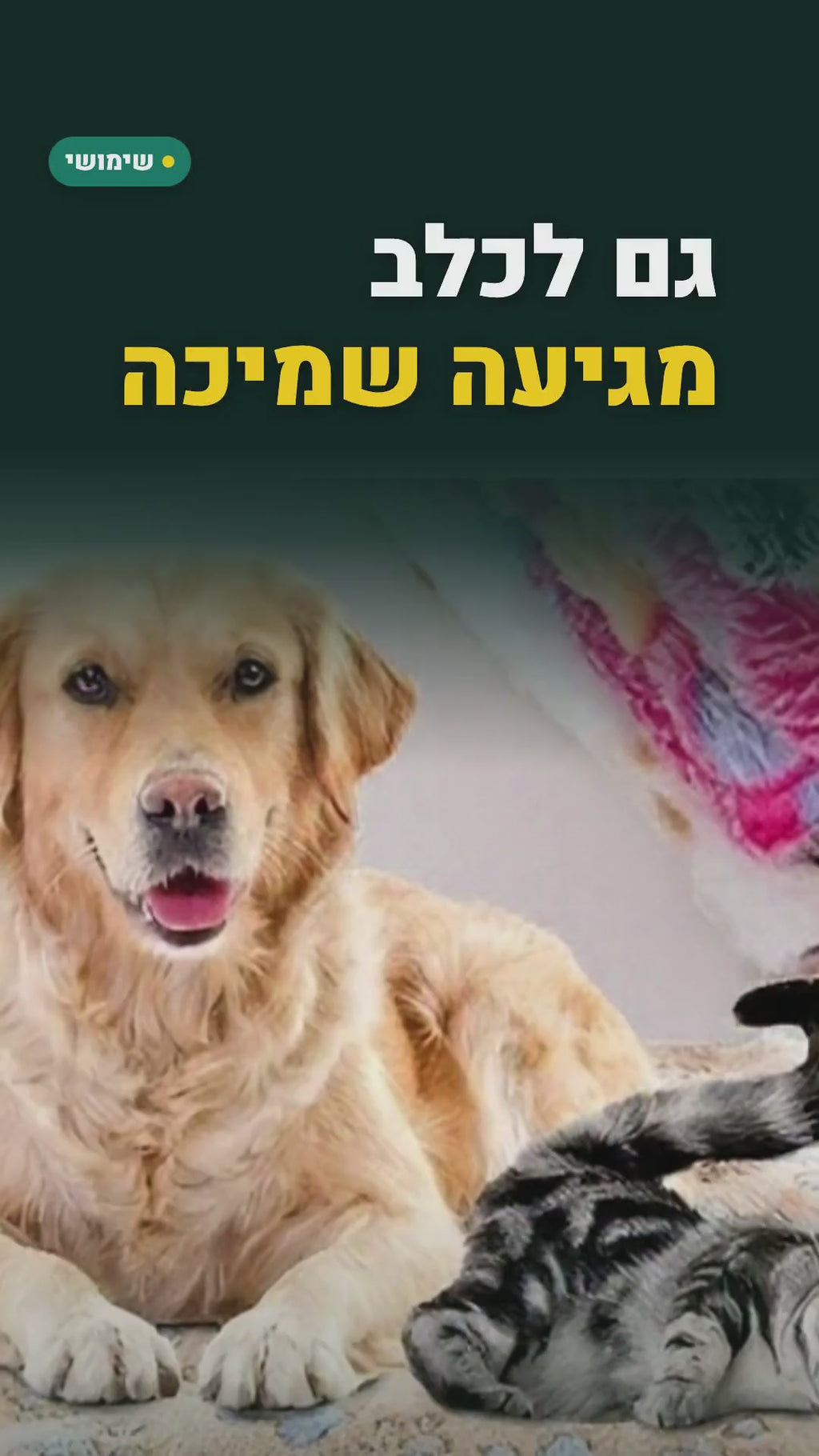 שמיכת פליז רכה לכלב ולחתול – הדפס כפות – סרטון