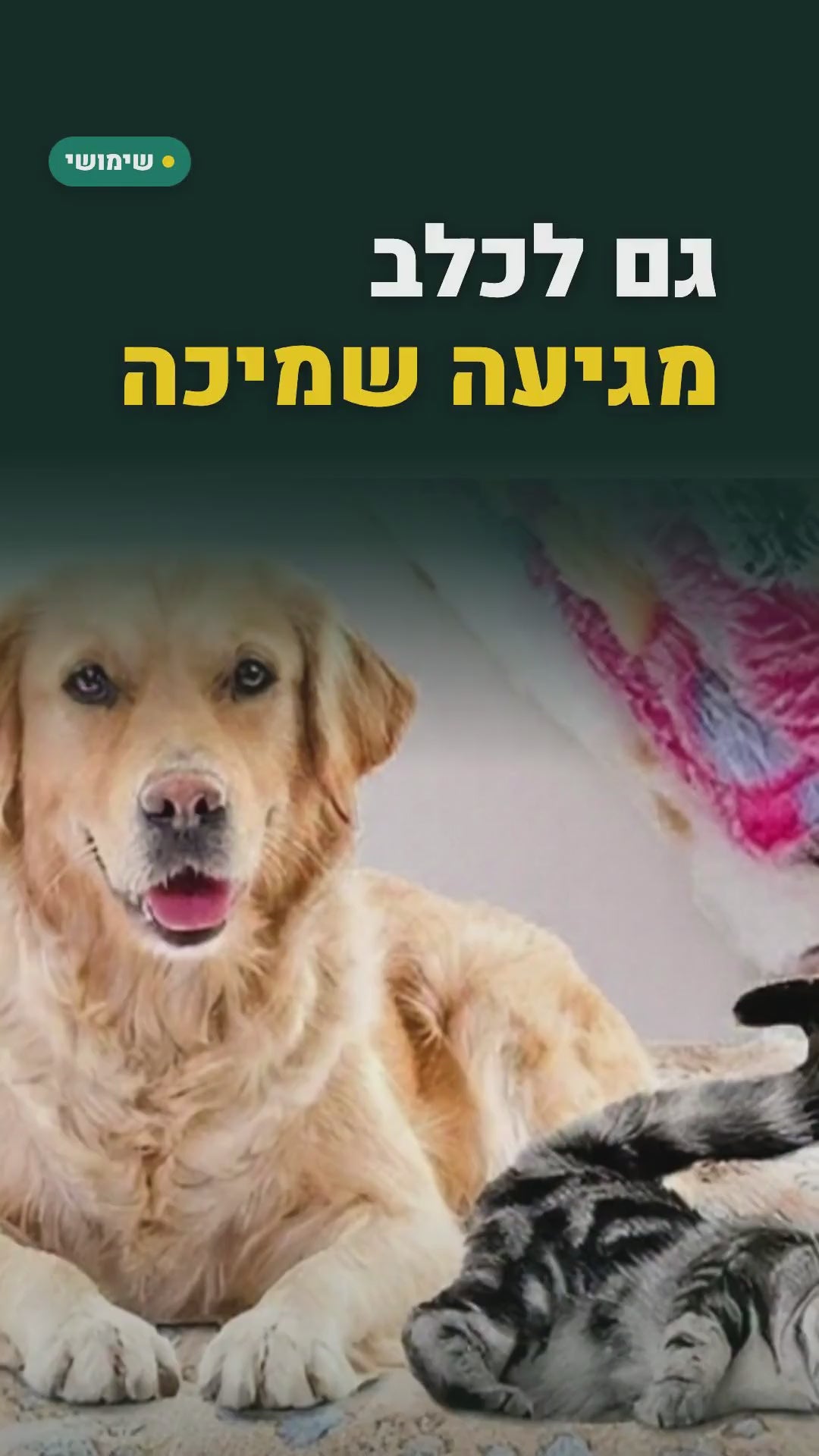 שמיכת פליז רכה לכלב ולחתול – הדפס כפות – סרטון