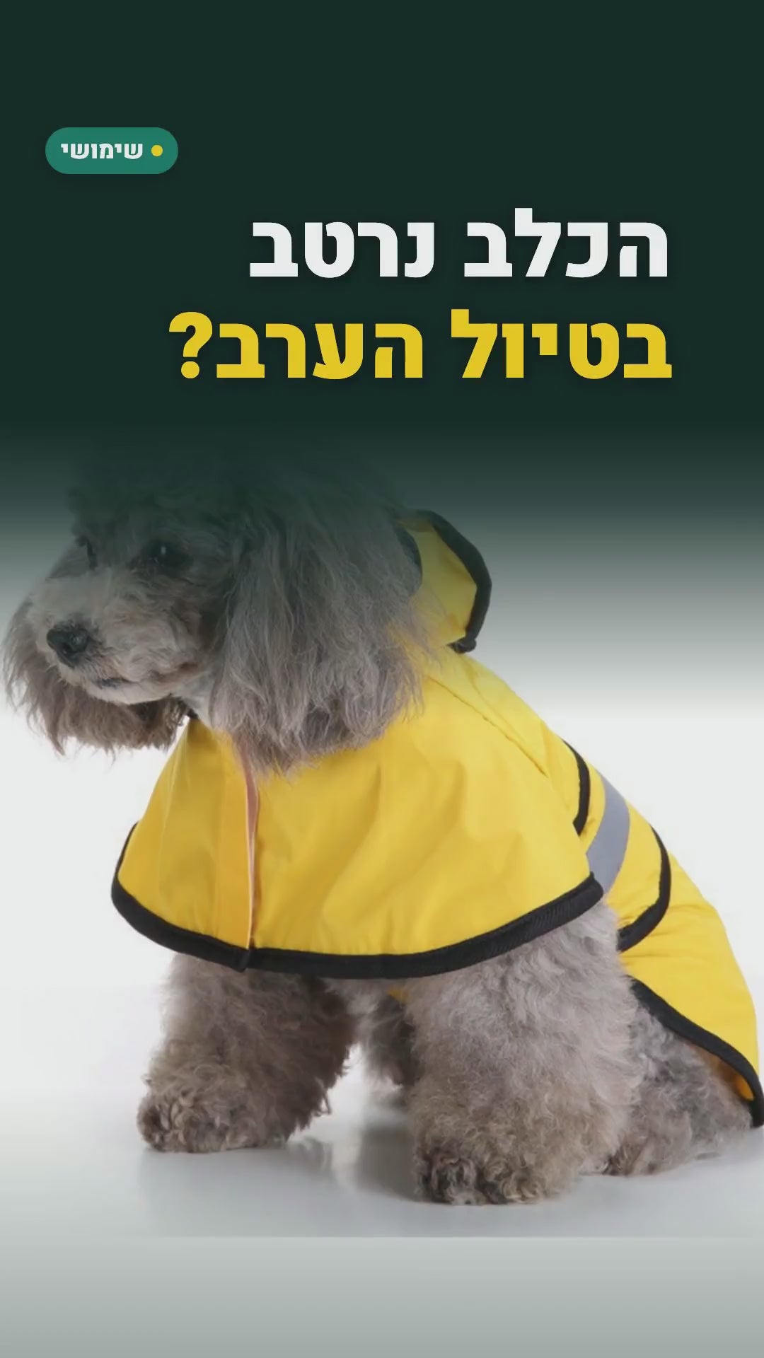 מעיל גשם לכלב עם כובע ופסים מחזירי אור – צהוב – סרטון